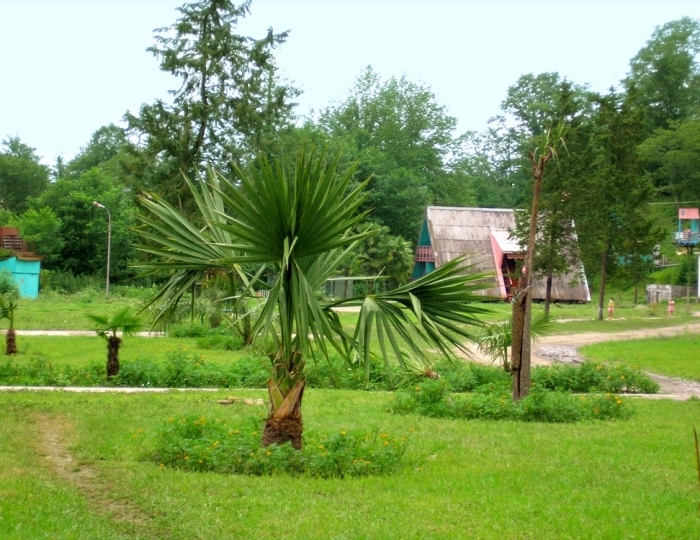 База отдыха «Золотая бухта» Пицунда